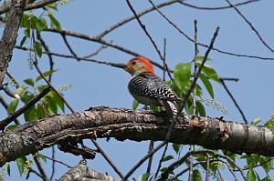 101 Woodpecker, Red-bellied, 2023-05232408 Wachusett Meadow, MA